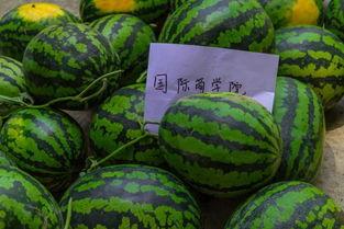 学校请学生免费吃瓜,学生免费畅享夏日清凉瓜果盛宴 第3张 学校请学生免费吃瓜,学生免费畅享夏日清凉瓜果盛宴 第3张