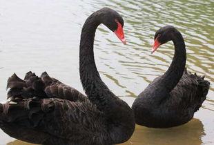 黑天鹅技能爆料最新版